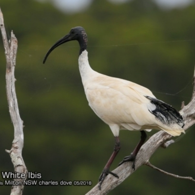 Threskiornis molucca (Australian White Ibis) at Undefined - 24 May 2018 by Charles Dove