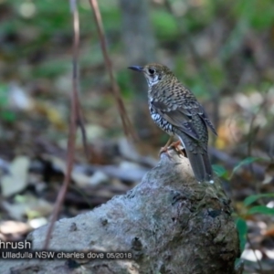 Zoothera lunulata at undefined - 27 May 2018 12:00 AM