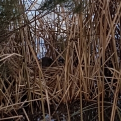 Hydromys chrysogaster (Rakali or Water Rat) at Belconnen, ACT - 4 Aug 2018 by BenW