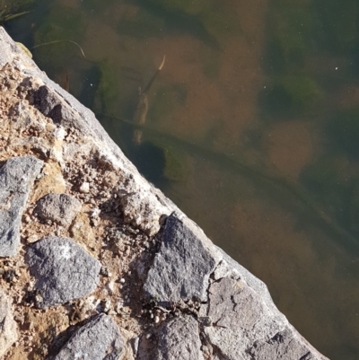 Hydromys chrysogaster (Rakali or Water Rat) at Lake Ginninderra - 6 May 2018 by tom.tomward@gmail.com