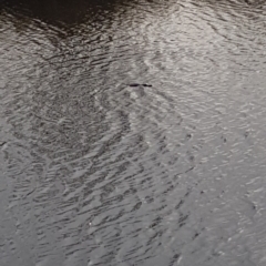 Ornithorhynchus anatinus (Platypus) at Bombala, NSW - 19 Jul 2018 by BenW