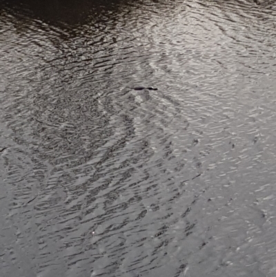 Ornithorhynchus anatinus (Platypus) at Bombala, NSW - 19 Jul 2018 by BenW