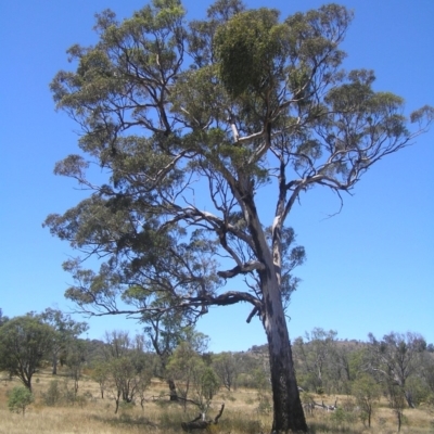 Eucalyptus melliodora (Yellow Box) at Goorooyarroo NR (ACT) - 31 Dec 2016 by MatthewFrawley