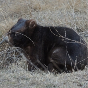 Vombatus ursinus at Bullen Range - 25 Jul 2018