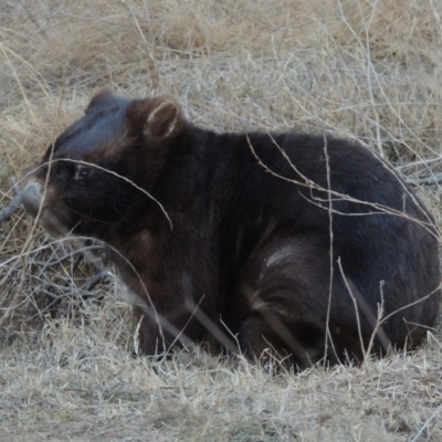 Vombatus ursinus (Common wombat, Bare-nosed Wombat) at Bullen Range - 25 Jul 2018 by michaelb