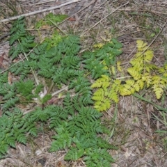 Conium maculatum (Hemlock) at Bullen Range - 25 Jul 2018 by MichaelBedingfield