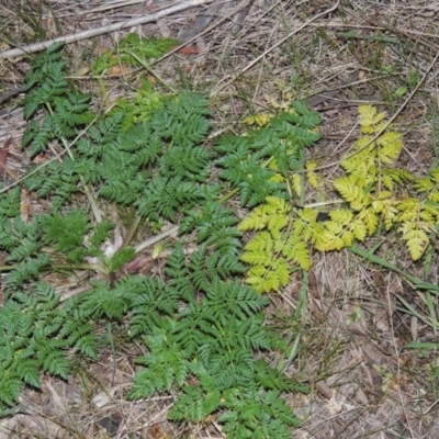 Conium maculatum (Hemlock) at Bullen Range - 25 Jul 2018 by MichaelBedingfield