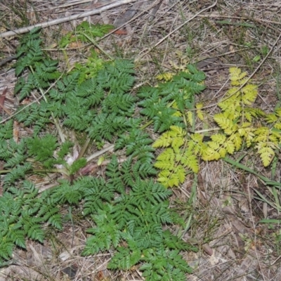 Conium maculatum (Hemlock) at Bullen Range - 25 Jul 2018 by michaelb