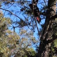 Calyptorhynchus lathami lathami (Glossy Black-Cockatoo) at Undefined - 4 Aug 2018 by PaulH