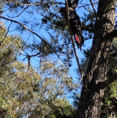 Calyptorhynchus lathami lathami (Glossy Black-Cockatoo) at Undefined - 4 Aug 2018 by Paul H