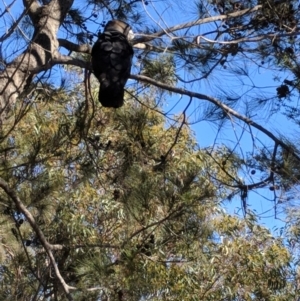 Calyptorhynchus lathami at undefined - 4 Aug 2018