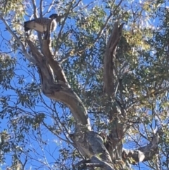 Chenonetta jubata (Australian Wood Duck) at Red Hill to Yarralumla Creek - 5 Aug 2018 by KL