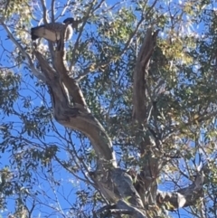 Chenonetta jubata (Australian Wood Duck) at Red Hill Nature Reserve - 5 Aug 2018 by KL