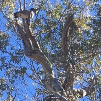 Chenonetta jubata (Australian Wood Duck) at Hughes, ACT - 5 Aug 2018 by KL