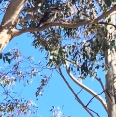 Dacelo novaeguineae (Laughing Kookaburra) at Hughes Grassy Woodland - 5 Aug 2018 by KL