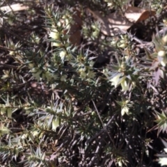 Melichrus urceolatus (Urn Heath) at Hughes, ACT - 5 Aug 2018 by KL