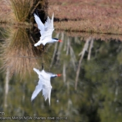 Hydroprogne caspia (Caspian Tern) at Undefined - 25 May 2018 by CharlesDove