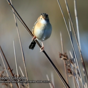 Cisticola exilis at undefined - 23 May 2018