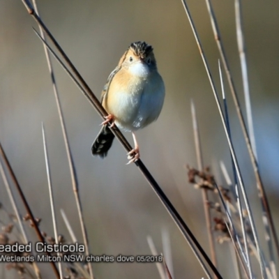 Cisticola exilis (Golden-headed Cisticola) at Undefined - 22 May 2018 by Charles Dove