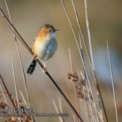 Cisticola exilis at undefined - 23 May 2018