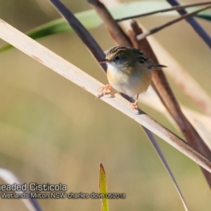 Cisticola exilis at undefined - 23 May 2018