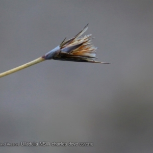 Ptilothrix deusta at South Pacific Heathland Reserve - 24 May 2018