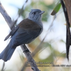 Colluricincla harmonica (Grey Shrikethrush) at South Pacific Heathland Reserve - 23 May 2018 by Charles Dove