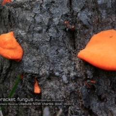 Trametes coccinea (Scarlet Bracket) at South Pacific Heathland Reserve - 23 May 2018 by Charles Dove