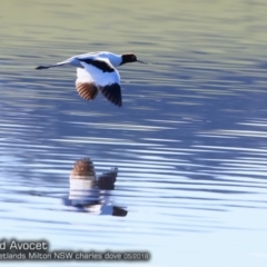 Recurvirostra novaehollandiae (Red-necked Avocet) at Undefined - 23 May 2018 by CharlesDove