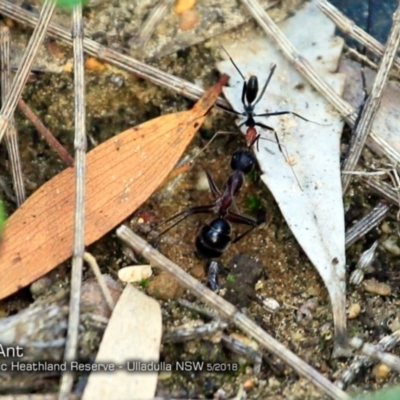 Leptomyrmex erythrocephalus (Spider ant) at South Pacific Heathland Reserve - 24 May 2018 by CharlesDove