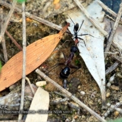 Leptomyrmex erythrocephalus (Spider ant) at South Pacific Heathland Reserve - 23 May 2018 by Charles Dove