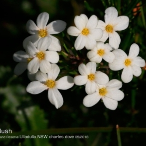 Ricinocarpos pinifolius at South Pacific Heathland Reserve - 25 May 2018