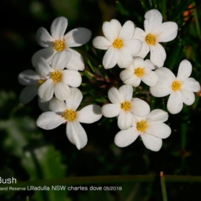 Ricinocarpos pinifolius (wedding bush) at South Pacific Heathland Reserve - 25 May 2018 by CharlesDove