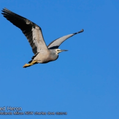 Egretta novaehollandiae (White-faced Heron) at Undefined - 25 May 2018 by Charles Dove