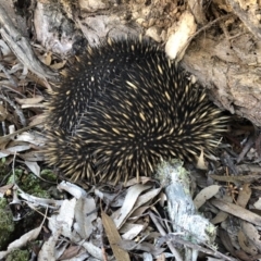 Tachyglossus aculeatus (Short-beaked Echidna) at QPRC LGA - 5 Aug 2018 by LSP