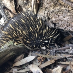 Tachyglossus aculeatus at Wamboin, NSW - 5 Aug 2018