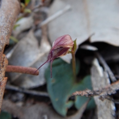 Acianthus collinus (Inland Mosquito Orchid) at Canberra Central, ACT - 1 Aug 2018 by CathB