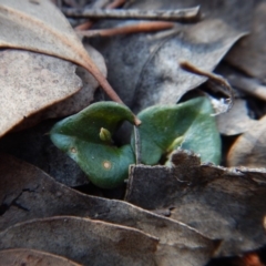 Acianthus collinus at Canberra Central, ACT - 1 Aug 2018