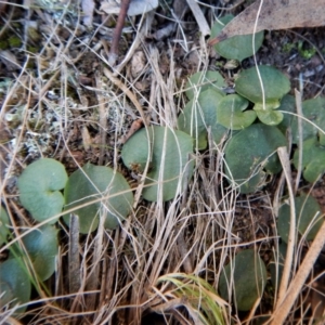 Corysanthes hispida at Canberra Central, ACT - 1 Aug 2018