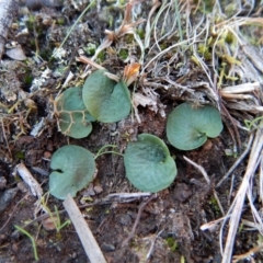 Corysanthes hispida at Canberra Central, ACT - 1 Aug 2018