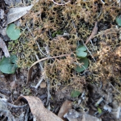 Corysanthes hispida at Canberra Central, ACT - 1 Aug 2018