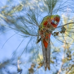 Platycercus elegans (Crimson Rosella) at Greenway, ACT - 5 Aug 2018 by frostydog