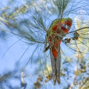 Platycercus elegans at Greenway, ACT - 5 Aug 2018 02:58 PM