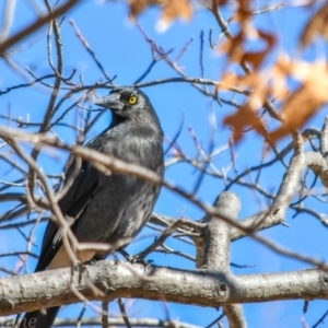 Strepera graculina at Campbell, ACT - 5 Aug 2018