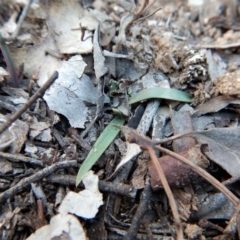 Cyanicula caerulea (Blue Fingers, Blue Fairies) at Aranda Bushland - 29 Jul 2018 by CathB