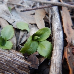 Pterostylis nutans (Nodding Greenhood) at Belconnen, ACT - 30 Jul 2018 by CathB