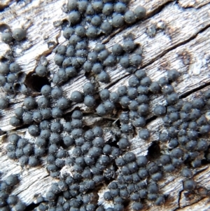 Rosellinia group at Molonglo Valley, ACT - 9 Jul 2018