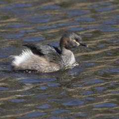 Tachybaptus novaehollandiae (Australasian Grebe) at The Pinnacle - 5 Aug 2018 by Alison Milton