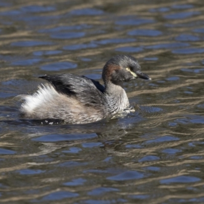 Tachybaptus novaehollandiae (Australasian Grebe) at Dunlop, ACT - 5 Aug 2018 by AlisonMilton
