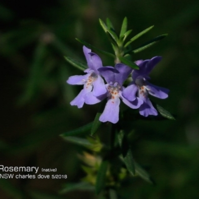 Westringia fruticosa (Native Rosemary) at Narrawallee Creek Nature Reserve - 14 May 2018 by CharlesDove